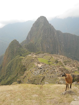 Vicunia mit Machu Picchu 08 (Steinbruch,
                    Tempelanlagen, Sonnenpyramide, der Weiler mit dem
                    heiligen Stein, Arbeiterh�uschen, Zentralplatz,
                    Spiegeltempel oder M�rsertempel, die grosse Mauer,
                    das Adlergef�ngnis oder der Adlertempel)