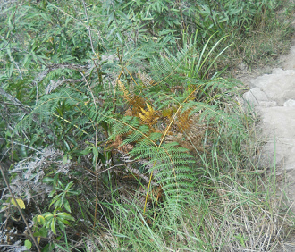 Wanderweg zum Hausberg Huaynapicchu, Farnkraut