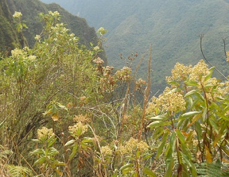 Wanderweg zum Hausberg Huaynapicchu, Kruter
                    mit Sicht ins Tal