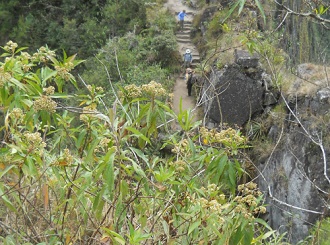 Wanderweg zum grossen Hausberg Huaynapicchu,
                    Doldenblume
