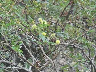 Wanderweg zum Hausberg Huaynapicchu mit gelben
                    Blumen