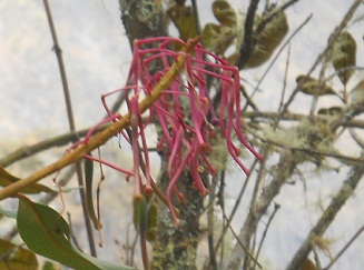 Wanderweg zum Hausberg Huaynapicchu, Strauch
                    mit rosa Bl�ten, Nahaufnahme