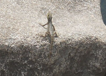 Der Steinbruch auf dem Gipfel von
Huaynapicchu, geschnittene Gigasteine, Nahaufnahme -
und eine Eidechse Der Steinbruch auf dem Gipfel von Huaynapicchu,
geschnittene Gigasteine, Nahaufnahme - und eine
Eidechse