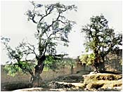 �rboles
                    molles en un templo