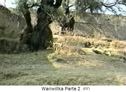 Molles
                              gigantes en la ruina de la citadela de
                              Wariwillka 03