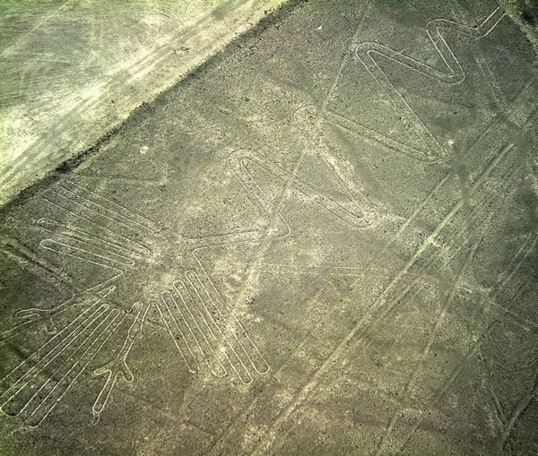 Flamingo (Fischreiher, Aronstab) als
                            Geoglyph der Nasca-Linien