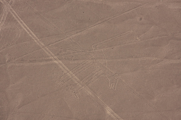 The real geoglyph with the Dog, one can see
                        that the map of the Institute does not
                        correspond with the real lines of the dog, but
                        there are missing lines on the map