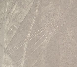 Il fiore nella realt�, nella
                                  mappa dell'istituto mancano le linee
                                  rette che attraversano la figura