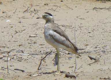 Huerequeque (Perutriel, burhinus
                          superciliaris)