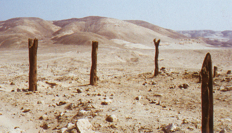 Estaquer�a (02), una parte de las
                240 estacas de huarango del Templo del escalonado en
                Cahuachi cerca de Nasca