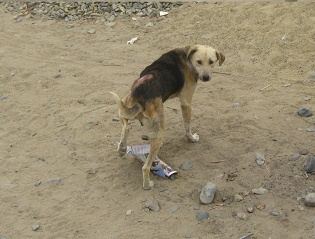 Verletzter Hund, Nahaufnahme