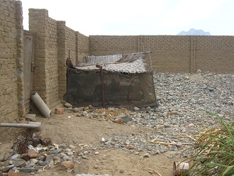 Animales en el patio de atr�s