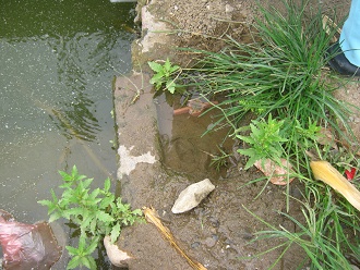 Der Wasserhahn des "Brunnens",
                        der Wasserhahn befindet sich im verschmutzten
                        Wasser!