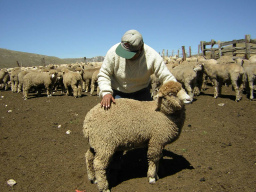 Ovinos tipo Tupac Amaru del Per�,
                          una cr�a despu�s de la importaci�n por la
                          Espa�a colonial