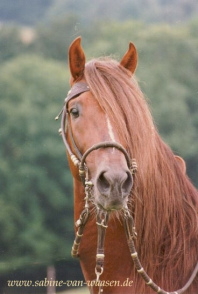 Caballo del tipo Paso Peruano,
                          una cr�a especial para los Andes del Per�