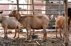 Caprinos en el
                          Per�, p.e. la murciana importada de Espa�a