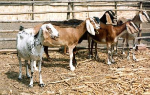 Caprinos en el Per�, p.e. la
                          anglonubia, importada de la Inglaterra