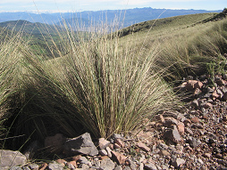 Andengras, Nahaufnahme