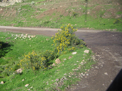 Curva del camino natural con arbusto
                        amarillo