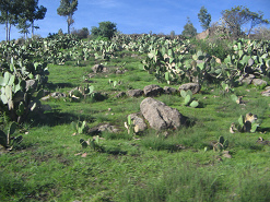 Tuna-Kaktus, ein ganzes Kaktusfeld