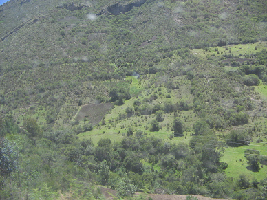Weiden, Feld und Wald