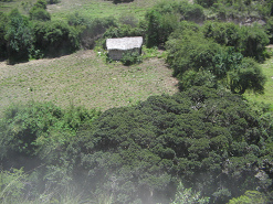 Ein
            weiteres Haus mit Schilfdach mit Feld