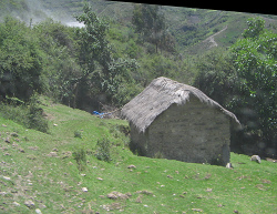 Schilfdach-Haus mit Weide