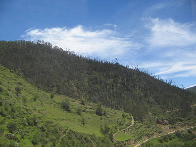 Weiden, B�ume und Wald