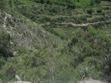 Kaktus und Serpentinenhang