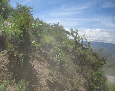 Tuna-Kaktusse (Opuntien) an einer B�schung