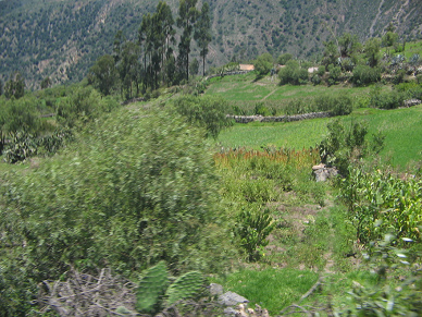 Felder und Baumgestalten