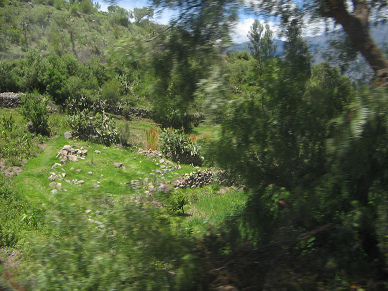 Tuna-Kaktusse (Opuntien)