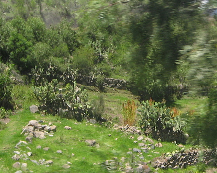 Tuna-Kaktusse (Opuntien),
                                  Nahaufnahme