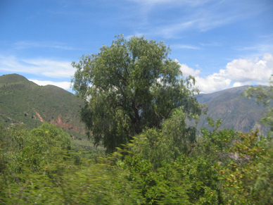Baumgestalt vor Panorama