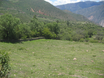 Weide und Strassenverlauf mit Serpentine