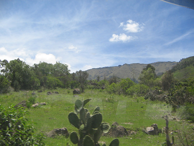 Tuna-Kaktus (Opuntie), Weide und
                        Andenkette