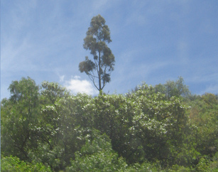 Baumgestalt mit Himmel