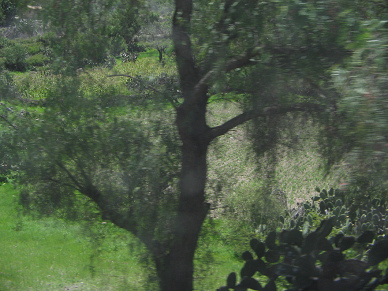 Felder, B�ume, Sonne und Schatten