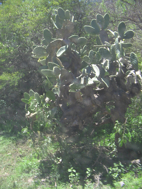 Tuna-Kaktus (Opuntie), Nahaufnahme