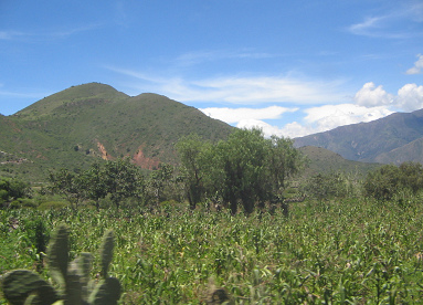 Felder, B�ume und Panorama