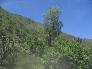 Baumgestalt mit Himmel und Kakteen