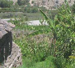 Bananenstauden im Garten am Pampas-Fluss (Rio Pampas),
            Nahaufnahme