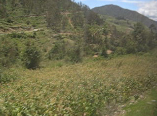 Valle con campo de maz
                                cerca de Ocros, 11:44 horas