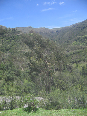 Baumgestalt und Berggrat