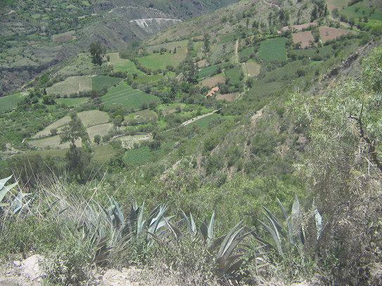 Sicht nach unten: Kaktusse, H�fe, Felder,
                        Weiden und Baumreihen