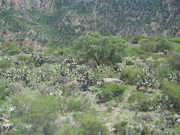 Tuna-Kaktusfeld (Opuntien)