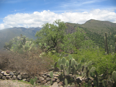 Tuna-Kaktusse (Opuntien), B�ume, Felder und
                        Panorama