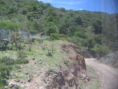 Und die Strasse rauscht weiter abw�rts an
                        Kakteen vorbei