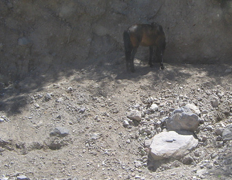 Steinschlag und ein Pferd am Strassenrand