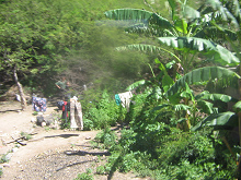 Bananenstauden und W�sche